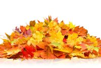 Pile Of Fall Leaves Importance Of Soft Skills In Modern Workplaces