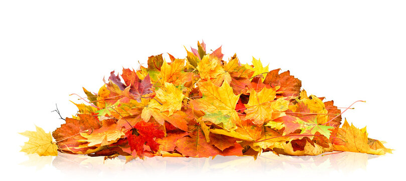 Pile Of Fall Leaves Importance Of Soft Skills In Modern Workplaces