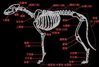 犬の骨格図 - PVNPortal | 愛玩動物看護師ポータル Best Practices For Managing Rental Properties Remotely